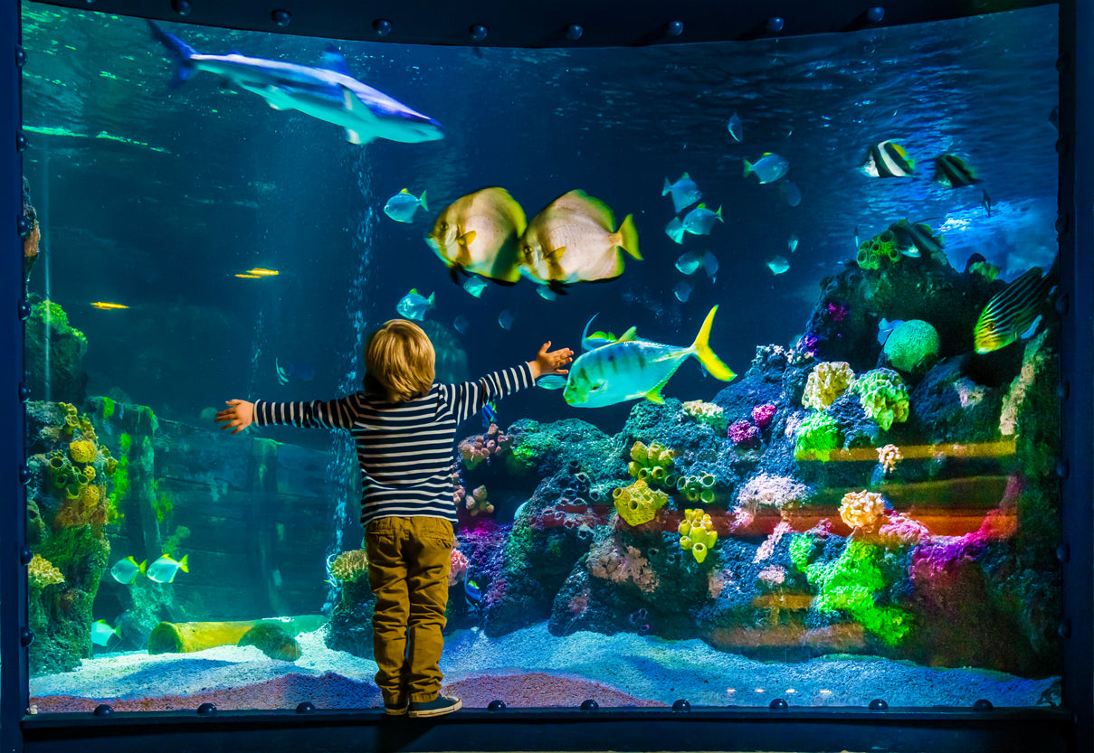 Sea Life Manchester  - Standard Admission